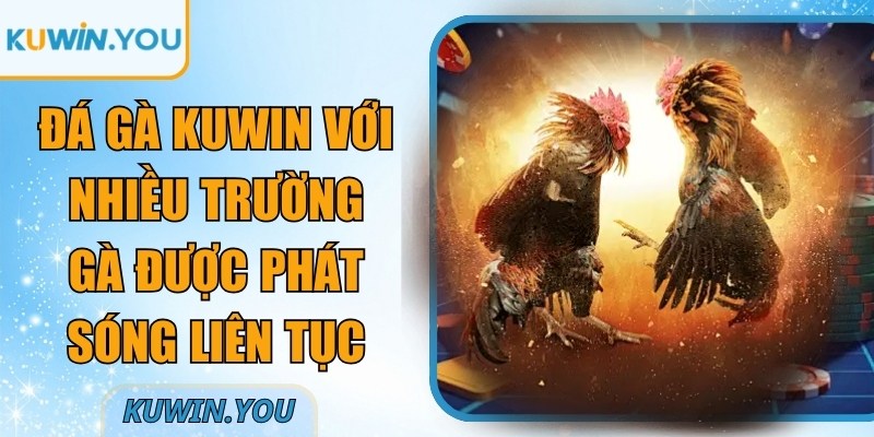 Đá gà Kuwin với nhiều trường gà được phát sóng liên tục
